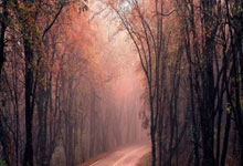 拜仁客胜凯尔特人 抢得晋级先机.